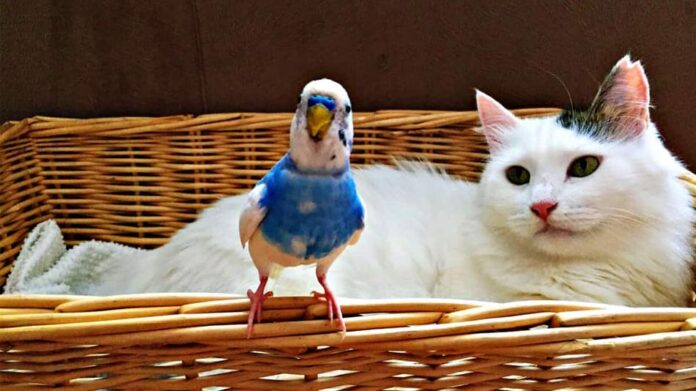Cats and Birds
